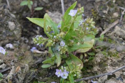 Veronica anagallis-aquatica