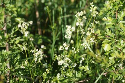 Galium album