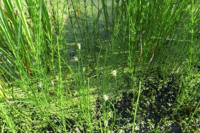 Eleocharis palustris