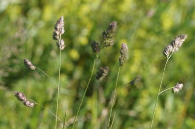 Dactylis glomerata