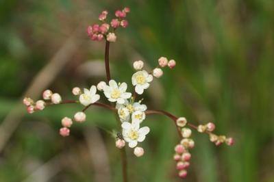Filipendula vulgaris