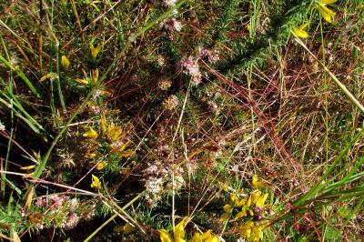 Cuscuta epithymum