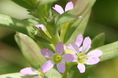 Lythrum hyssopifolia