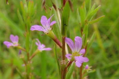 Lythrum hyssopifolia