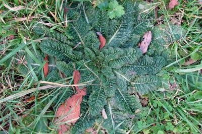 Dipsacus fullonum