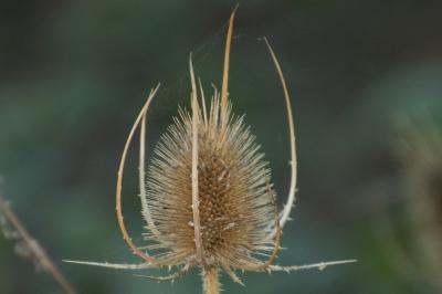 Dipsacus fullonum