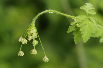 Chaerophyllum temulum