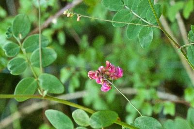 Lathyrus niger