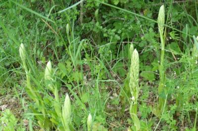 Himantoglossum hircinum