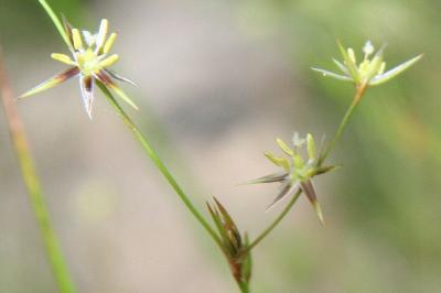 Juncus bufonius