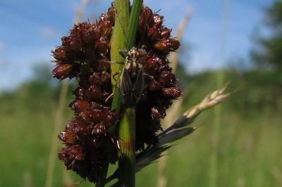 Juncus conglomeratus