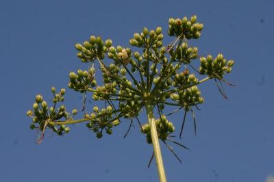 Aethusa cynapium