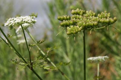 Aethusa cynapium