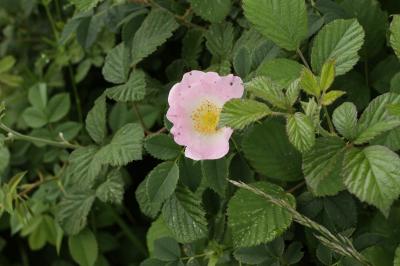 Rosa canina