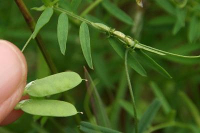 Ervum tetraspermum