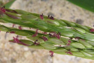 Digitaria sanguinalis