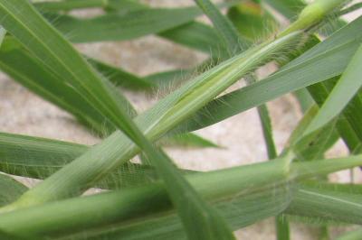 Digitaria sanguinalis