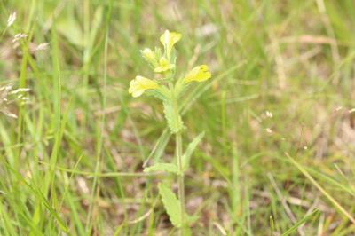 Bellardia viscosa