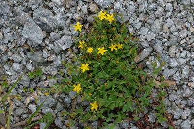 Hypericum humifusum