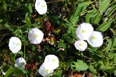 Convolvulus arvensis