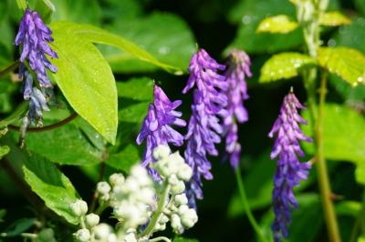 Vicia cracca