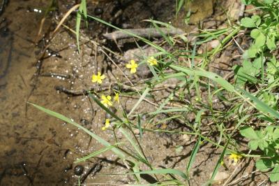 Ranunculus flammula