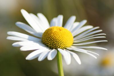 Plantes