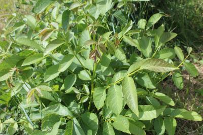 Juglans regia