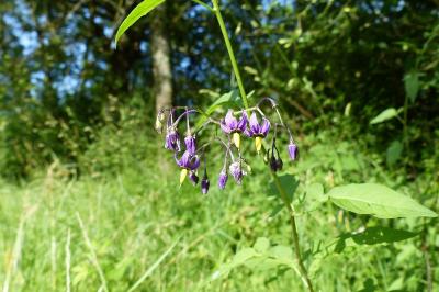 Solanum dulcamara