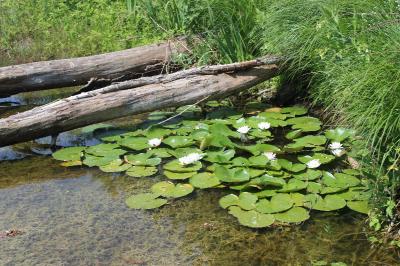 Nymphaea alba