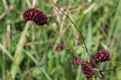 Sanguisorba officinalis