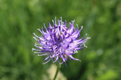 Phyteuma orbiculare