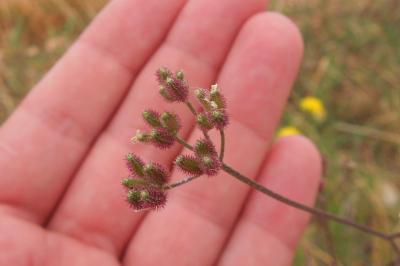 Torilis japonica