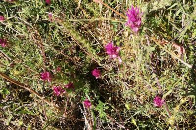 Melampyrum arvense