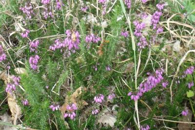 Erica cinerea