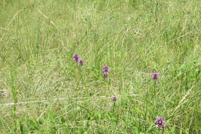 Betonica officinalis