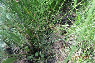 Alisma plantago-aquatica