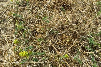 Galium verum