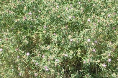 Centaurea calcitrapa