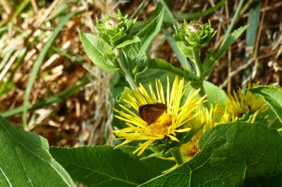 Inula helenium