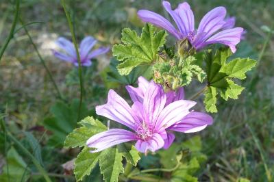 Malva sylvestris
