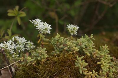 Sedum album