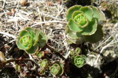 Phedimus spurius