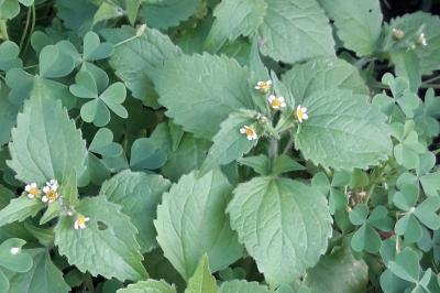 Galinsoga quadriradiata