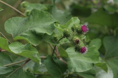 Arctium lappa