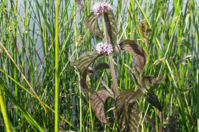 Mentha aquatica
