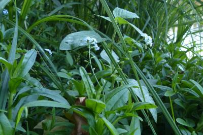 Myosotis laxa