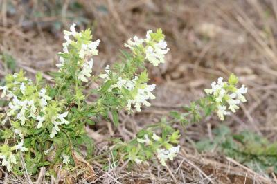 Stachys recta