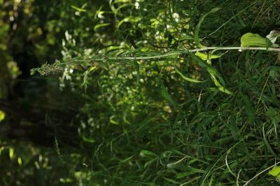 Epipactis helleborine