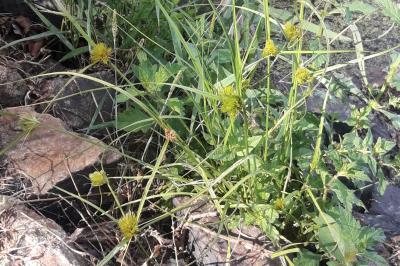 Carex bohemica